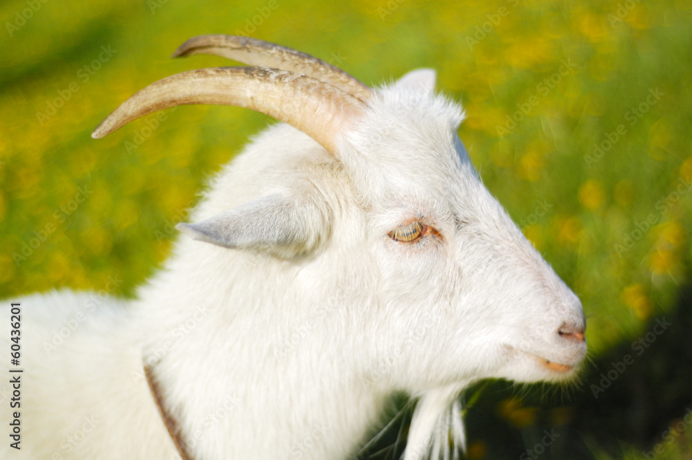 Obraz premium goats in pasture