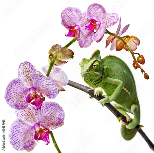green chameleon  and pink orchid