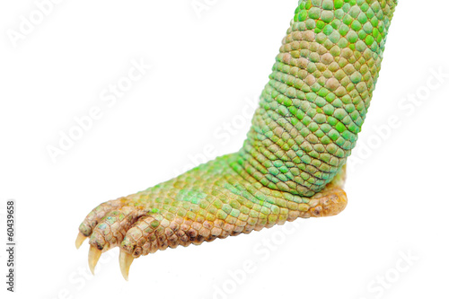 One leg Yemen chameleon