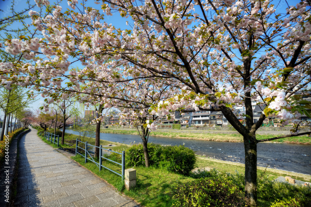 stress view with nice sakura stress view with nice sakura