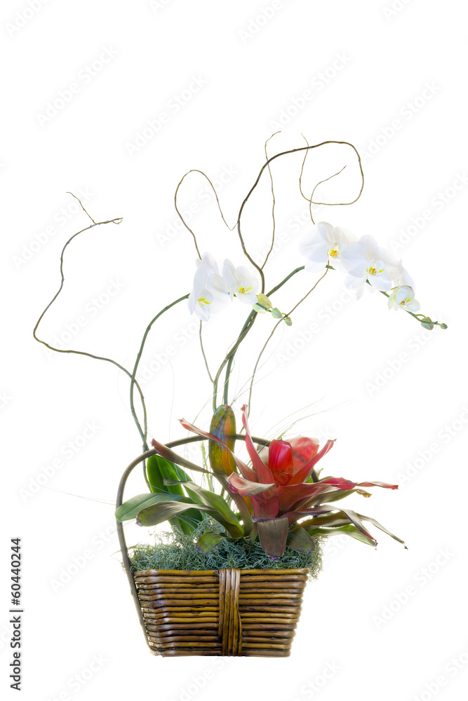 White Orchid Basket Arrangement