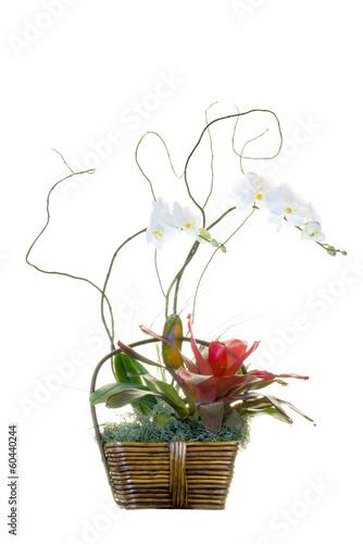Fototapeta Naklejka Na Ścianę i Meble -  White Orchid Basket Arrangement