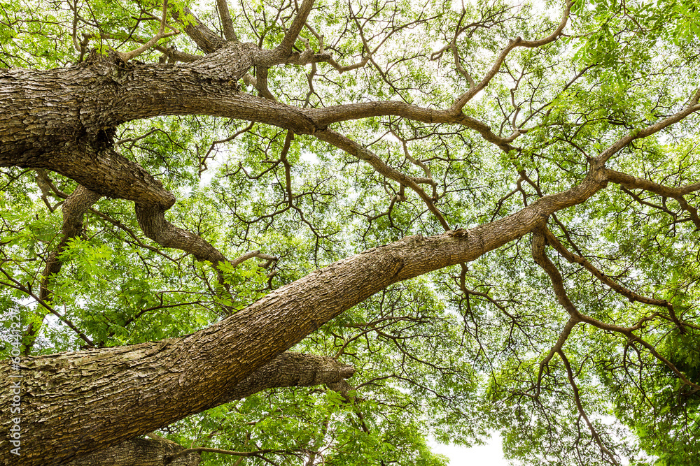 Tree view from below