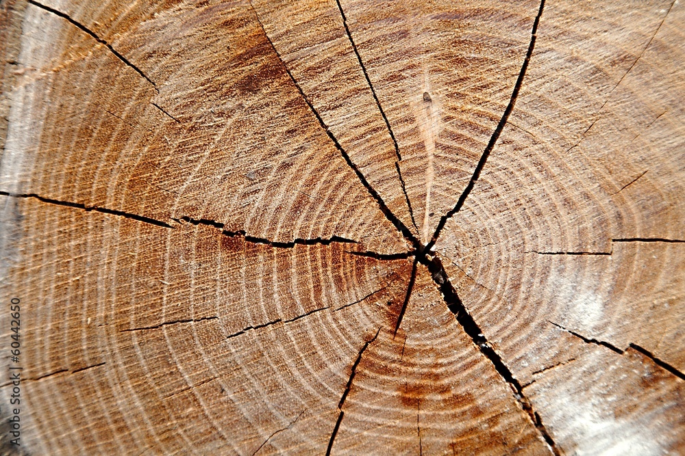 Fototapeta premium Pnia drzewa