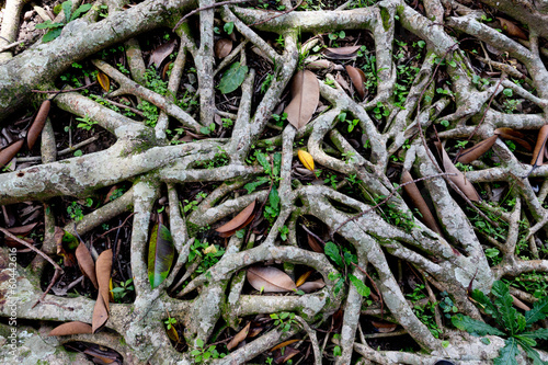 Wurzeln im Wald