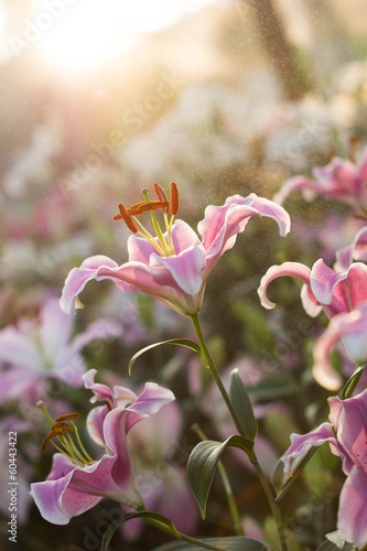 Fototapeta Naklejka Na Ścianę i Meble -  Beautiful  lily flower in rain and sunset