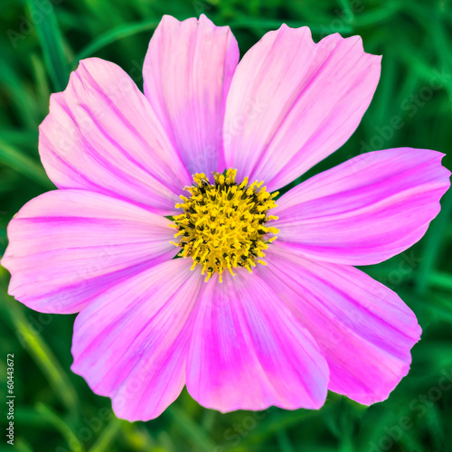 Mexican aster