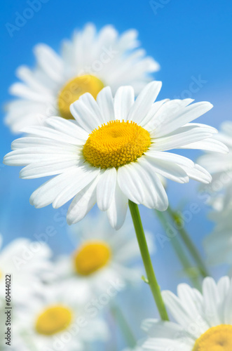 Fototapeta Naklejka Na Ścianę i Meble -  Beautiful daisies on a background of the sky