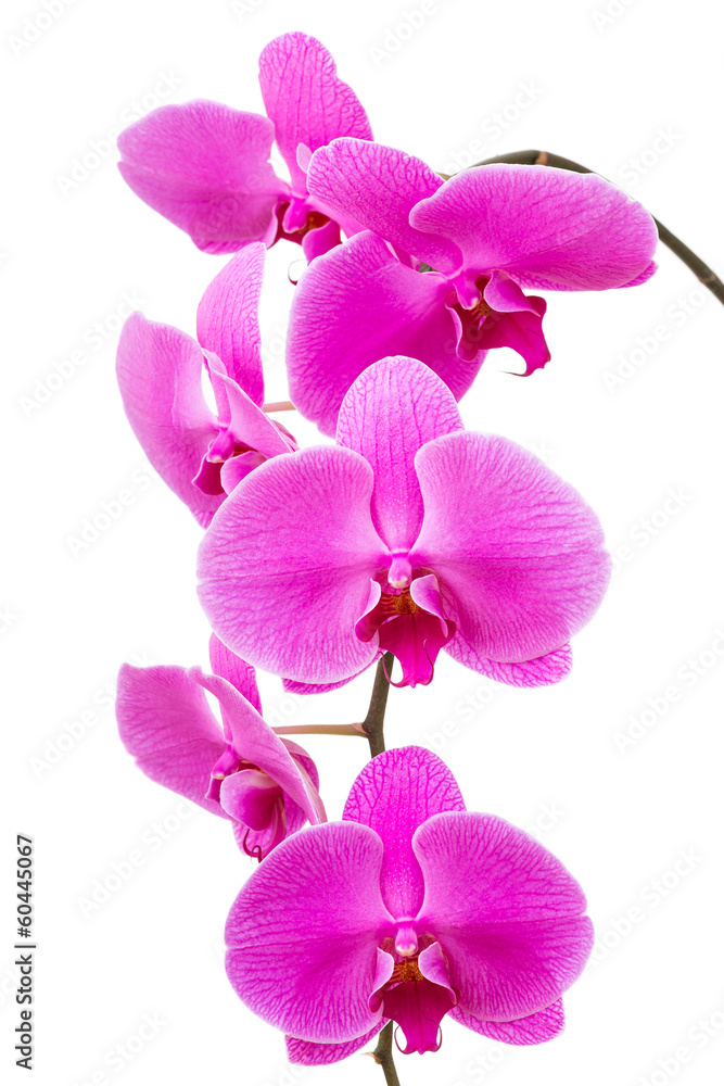 Orchid radiant flower isolated Orchid radiant flower isolated