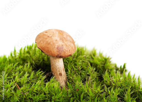 Forest mushroom in moss