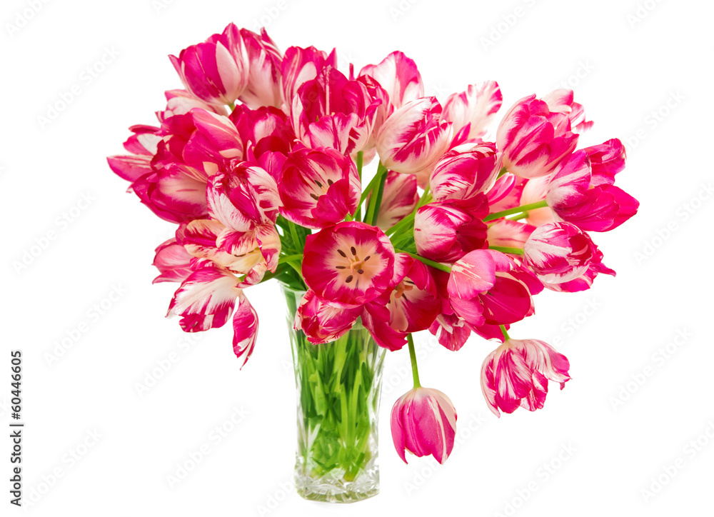 tulips in a vase isolated