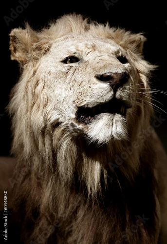 Stuffed lion in a museum
