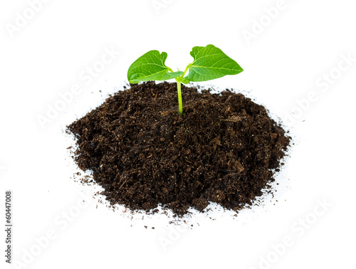 Heap soil with a green plant sprout