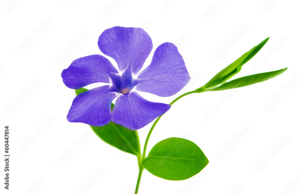 flower periwinkle flower periwinkle