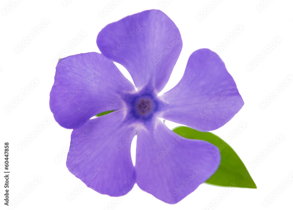 Obraz premium flower periwinkle