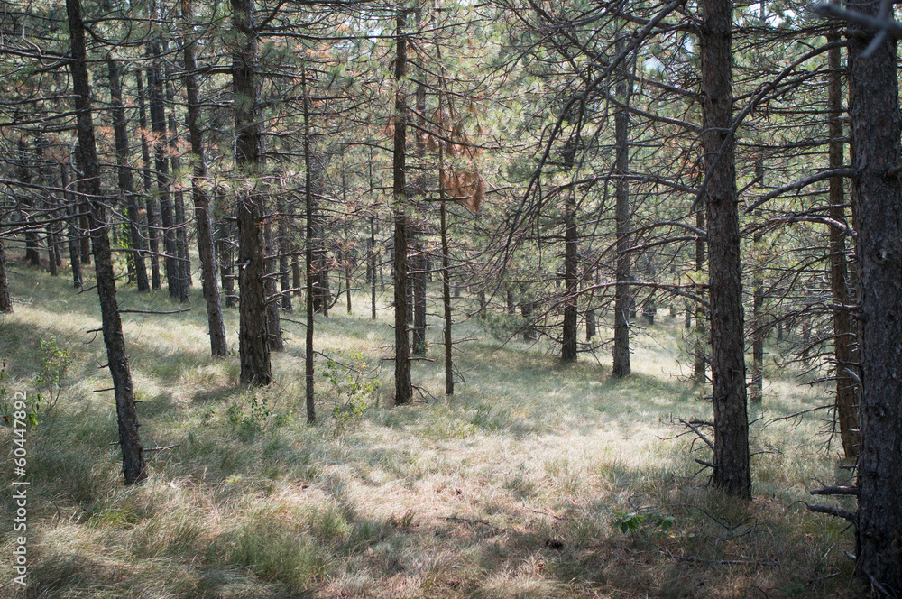 in the woods on a summer morning in the woods on a summer morning