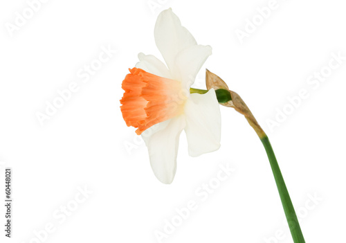 Fototapeta Naklejka Na Ścianę i Meble -  narcissus flower isolated