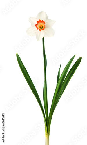 Photo narcissus flower isolated