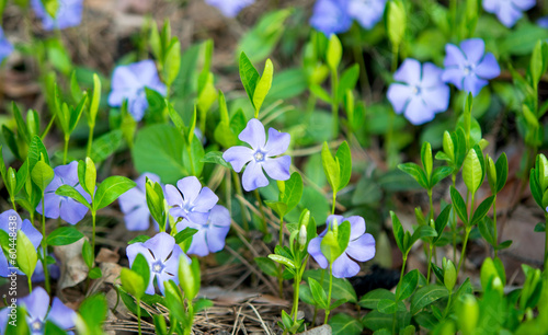 Fototapeta Naklejka Na Ścianę i Meble -  periwinkle flowers