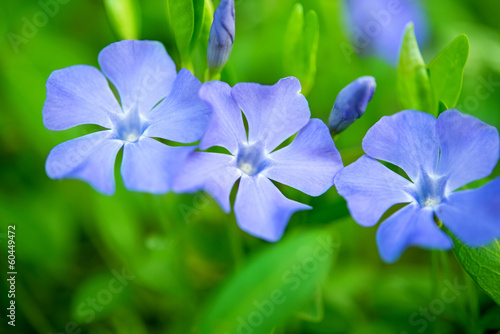 Fototapeta Naklejka Na Ścianę i Meble -  periwinkle flowers growing