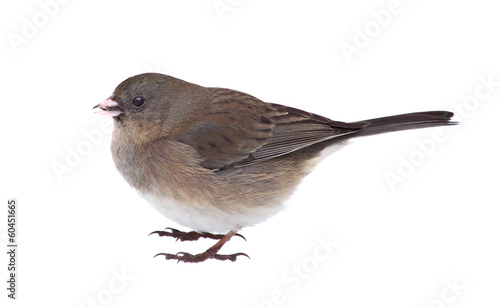 Dark-eyed Junco, Junco hyemalis, Isolated photo