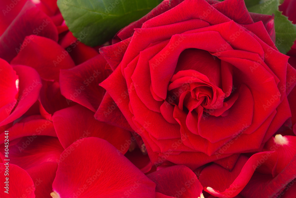 Naklejka premium fresh red rose with petals