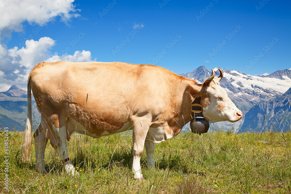 Swiss cow