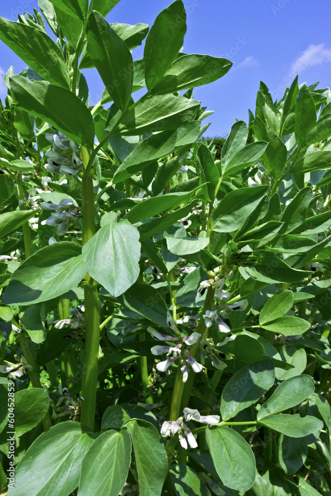 Bean stocks in a vegetable garden.