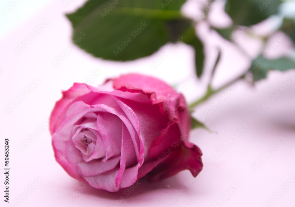 Fototapeta premium Eine rosa Rose
