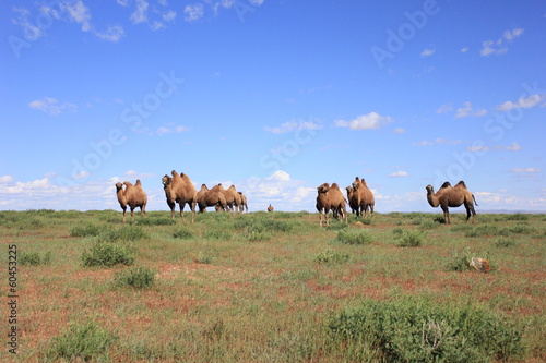 Верблюды © dkhanin