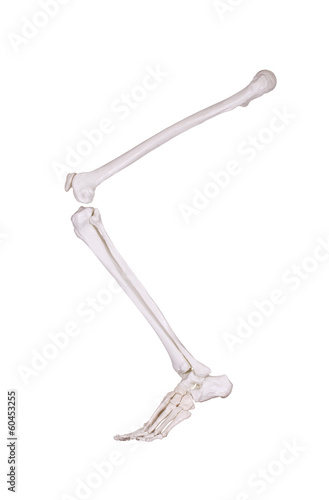 detail of left skeleton leg