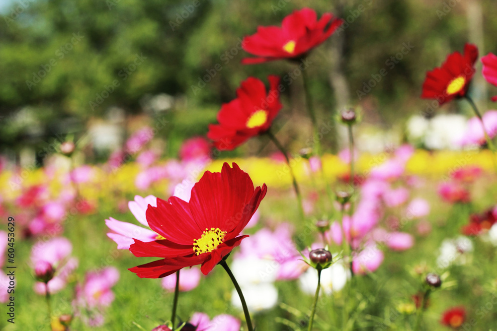 field of red cosmos flower