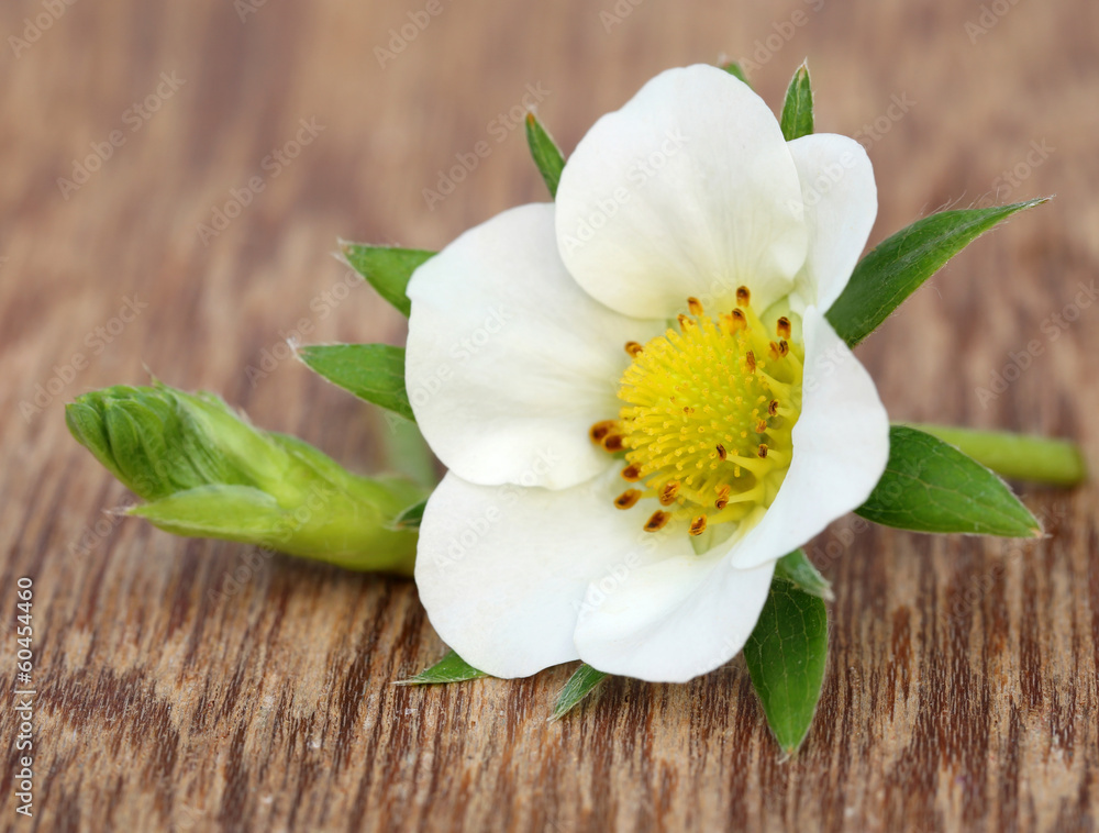 Strawberry flower Strawberry flower