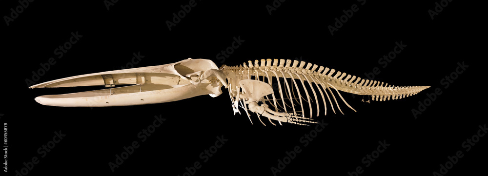 Naklejka premium Prawdziwy szkielet wieloryba na białym tle na czarnym tle