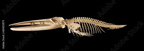 Real whale skeleton isolated on black background
