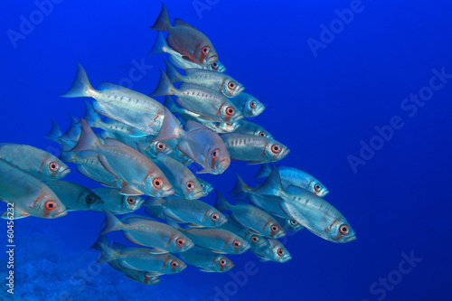 Shoal of bigeye perches in the red sea photo