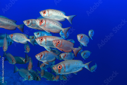 Shoal of bigeye perches in the red sea