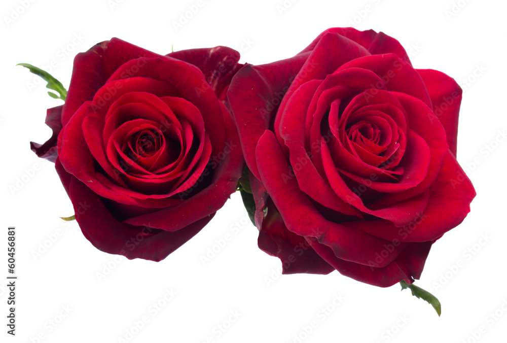 Naklejka premium two dark red roses