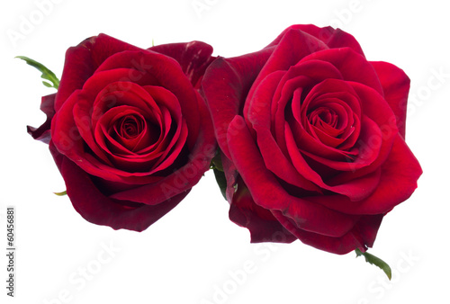 two   dark  red roses