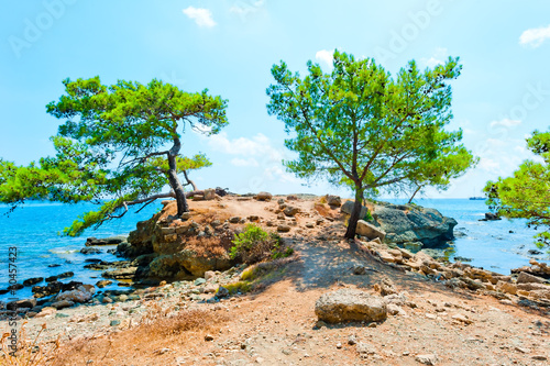 beautiful pines grow on the peninsula