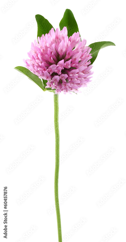 Red clover Red clover