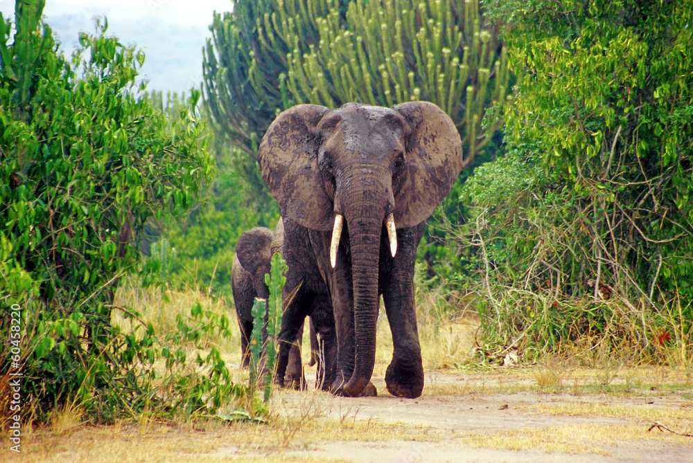 Fototapeta premium Elephant in the Queen Elizabeth National Park in Uganda, Africa
