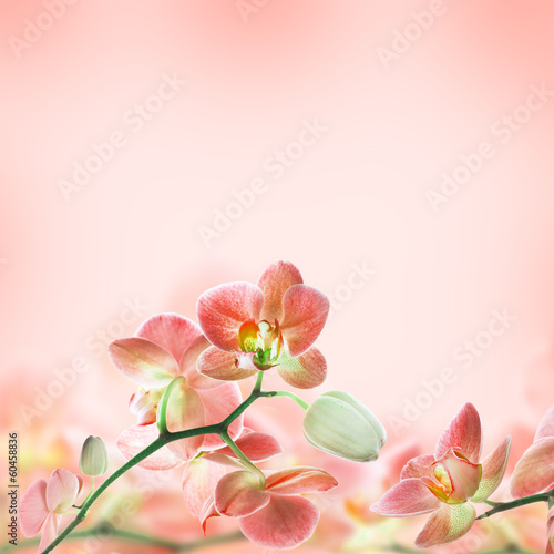 Fototapeta Naklejka Na Ścianę i Meble -  Floral background of tropical orchids