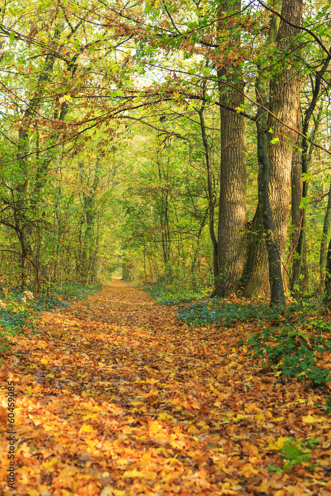 Beautiful autumn foliage in the forest