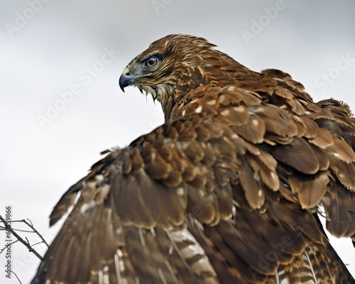Obraz na płótnie Buzzard w salonie