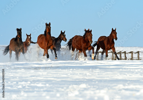 Obraz na płótnie Herd of horses running on a snowy field w salonie
