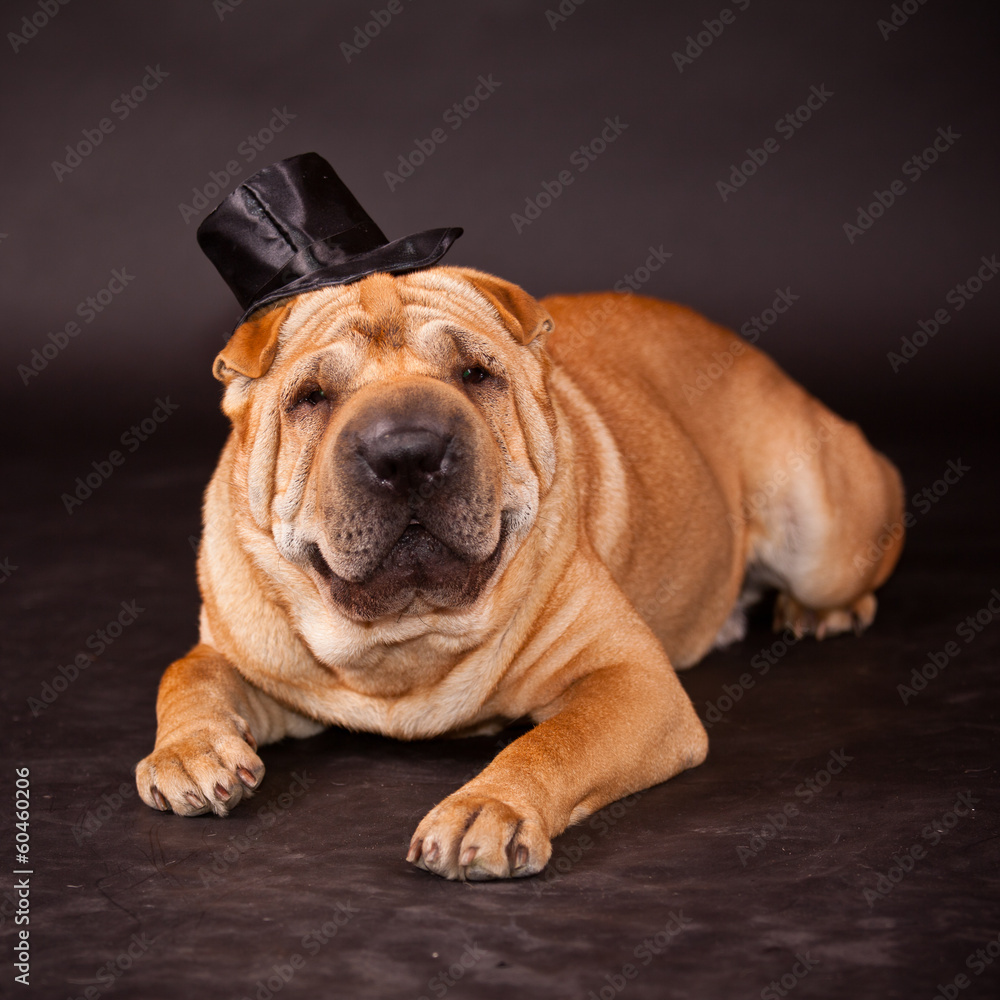 Obraz premium Sharpei dog waring stovepipe