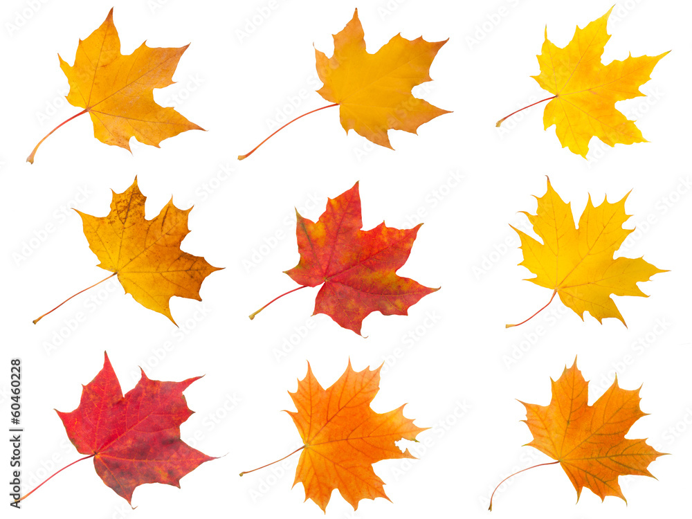 Maple leaves Maple leaves