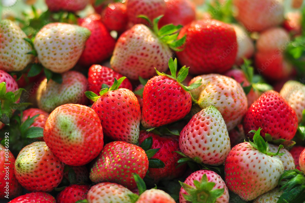 Fresh strawberries from Doi Ang Khang, Chiangmai, Thailand Fresh strawberries from Doi Ang Khang, Chiangmai, Thailand