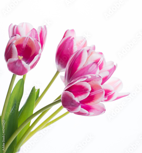 Fototapeta Naklejka Na Ścianę i Meble -  Red tulips with green grass. Floral background.